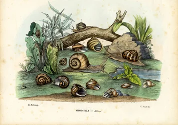 Schnecken, 1863-79